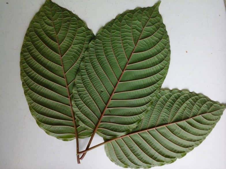Green, White and Red Vein Kratom Comparison of Effects