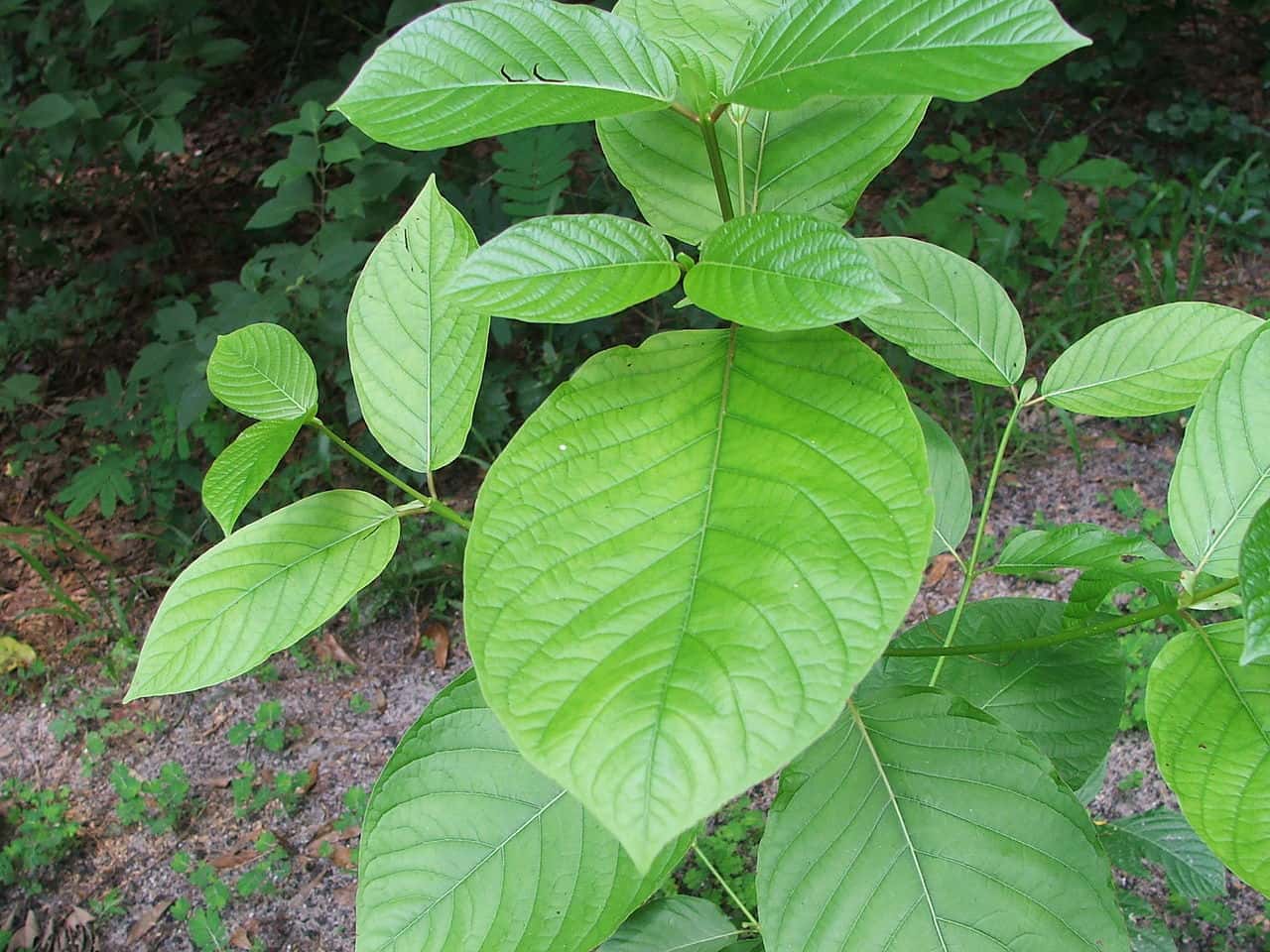 Does Kratom Really Work? What to Do if you Feel Nothing?