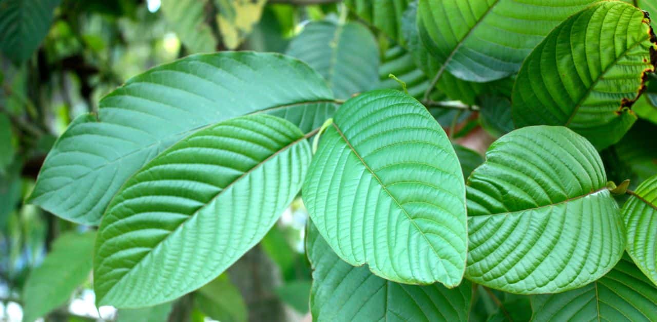Is Kratom Dangerous? Side Effects and Health Safety Risks