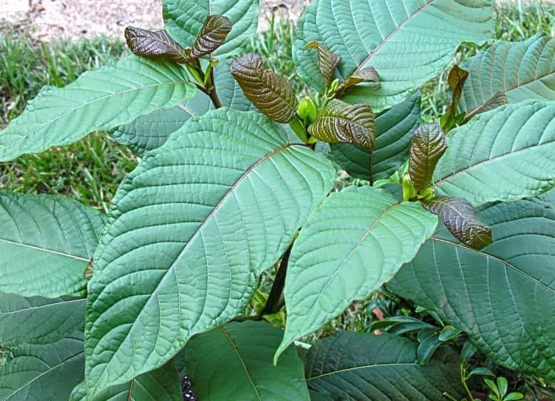 Kava Kava Root vs. Kratom Effects and Combinations
