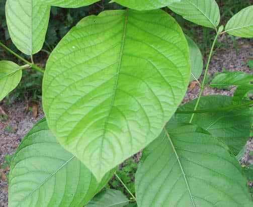 What are the Kratom Laws in Florida and What Stores Sell it?